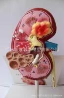 ไตหินโรครุ่น Urology หลานชายไต Glomerulus Anatomical Renal Anatomy Model การสอน Supply Decor