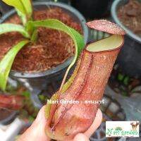 ต้นหม้อข้าวหม้อแกงลิง พันธุ์ N. Mirabillis x Gracillis dark purple (มิรา-กราซิลิสม่วงดำ) (กระถาง 3 - 8 นิ้ว) ต้นถุงเงินถุงทอง ไม้กินแมลง ไม้ประดับ ไม้ตกแต่ง