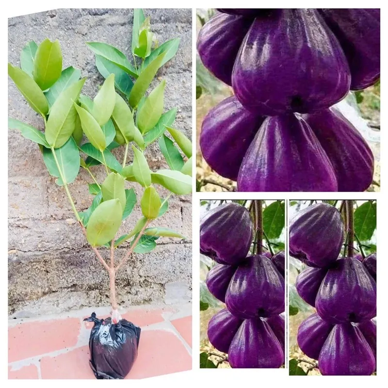 Semis de fouet violet (prune violette) |  Lazada.vn