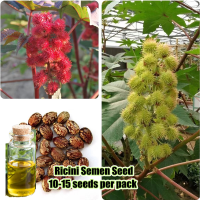 10-15 เมล็ด/ซอง Red Green Ricini Semen Seeds for Sale Extractable Oil เมล็ดดอกไม้ บอนสี เมล็ดบอนสี Bonsai Tree Seeds ต้นไม้ฟอกอากาศ ต้นไม้มงคล ดอกไม้ปลูกสวยๆ กล้วยไม้ ไม้ประดับ ดอกไม้ เมล็ดพันธุ์  บอลสีชนิดต่างๆ ปลาสวยงาม ดอกไม้ปลอมสวยๆ หญ้าเทียม