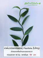 เถาต้นวานิลลา ใบใหญ่ สายพันธุ์แพลนนิโฟเลีย (Planifolia Vanilla Orchid Vine) ความยาวเถา 50 ซม. ตัดยอดเพื่อชำ และรอแทงราก