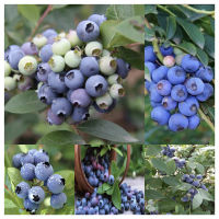 พร้อมส่ง เมล็ดพันธุ์ 30เมล็ด American Blueberry Seeds เมล็ดบอนสี บอนสีหายาก เมล็ดพันธุ์ผัก Blueberry Seedsพันธุ์ไม้ผล เมล็ดดอกไม้ บอนสีสวยๆ ต้นไม้มงคล พันธุ์