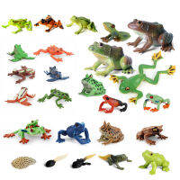 สมจริงที่มีสีสัน Rainforest สัตว์กบตัวละครรูปต้นไม้กบ Tadpole Groth Cycle รุ่นการศึกษา Collection Toys