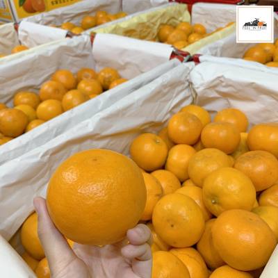 ส้มภูเรือ 🍊✨  (1 กิโล) หวานฉ่ำ ตรงมาจากสวนจ้าา ช่วงนี้ทานส้มเพิ่มวิตามินซีให้กับร่างกายกันเถอะ!