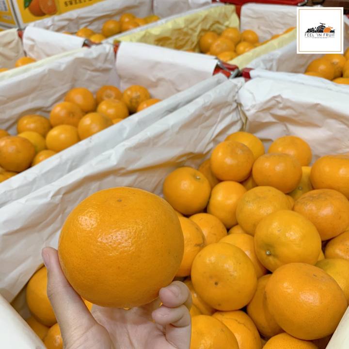 ส้มภูเรือ-1-กิโล-หวานฉ่ำ-ตรงมาจากสวนจ้าา-ช่วงนี้ทานส้มเพิ่มวิตามินซีให้กับร่างกายกันเถอะ