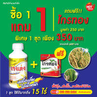 ซื้อ1แถม1 เร่งเต่งแถมไกรทอง เมล็ดเต่ง รวงโต ข้าวได้น้ำหนัก ขั้วเหนียว รวงยาว ผลผลิตดี