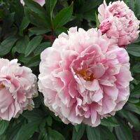 10 เมล็ด เมล็ดโบตั๋น ดอกโบตั๋น ดอกพีโอนี (Peony) สีชมพู Jin ling ดอกไม้นี้​เป็นสัญลักษณ์ของความมั่งคั่งร่ำรวย ความซื่อสัตย์ อัตราการงอก 70-80%