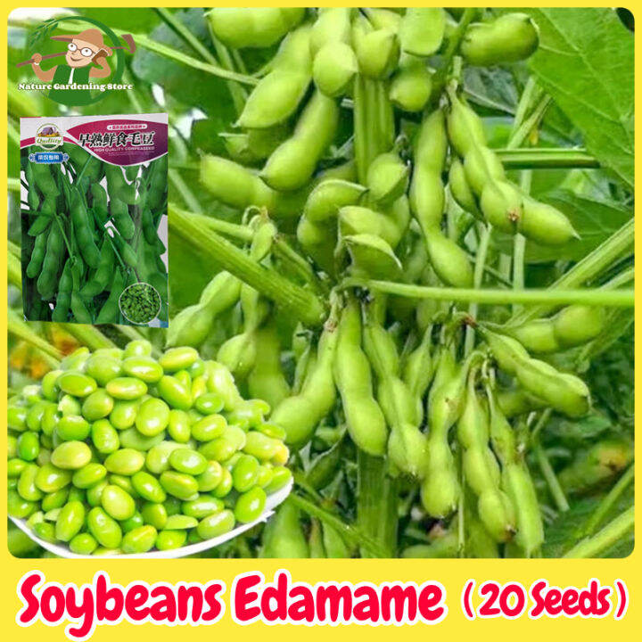 Fresh Organic Green Soybeans Seeds Edamame Seeds for Planting (20 Seed