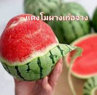 แตงโม เมล็ดพันธุ์แตงโมผางเก้อจวง Watermalon Seeds บรรจุ 5 เมล็ด