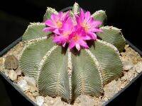 Aztekium Hintonii (5 เมล็ด)