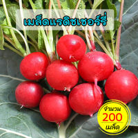 แรดิช (Radish) เมล็ดแรดิชเชอร์รี่แดง 200 เมล็ด