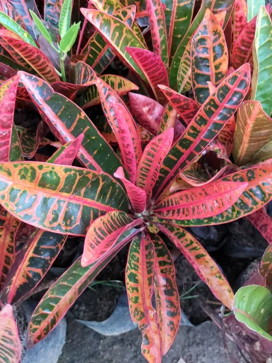 Croton Red Orange Minangga (included pot, pebbles and soil) Lazada PH