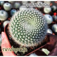 ขายดีอันดับ1 [ถูกที่สุด]แคคตัสตลับเงิน Parodia Haselbergii cactusเพชร cactus&amp;succulent คุ้มสุดสุด ต้นไม้ ฟอก อากาศ กระถาง ต้นไม้ ไม้ ประดับ ต้นไม้ ปลูก ใน บ้าน