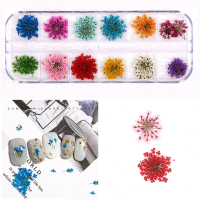 12 Sticker Flower Dried Large Sequin Colors Nail Lace