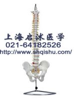 Spine with pelvic model spine spine model spine bone model human spine bone model