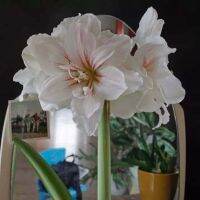 1 หัวว่าน ว่านสี่ทิศฮอลแลนด์ Amaryllis Bulb Aquaro 18-24 ซม สินค้านำเข้า แช่เย็นแล้ว หัวขนาดใหญ่ สินค้าจำนวนจำกัด