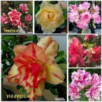 12 เมล็ด เมล็ดพันธุ์ ชวนชม สายพันธุ์ฮอลแลนด์ คละสี Adenium Seeds กุหลาบทะเลทราย Desert Rose ราชินีบอนไซ อัตรางอก 80-90% มีคู่มือปลูก