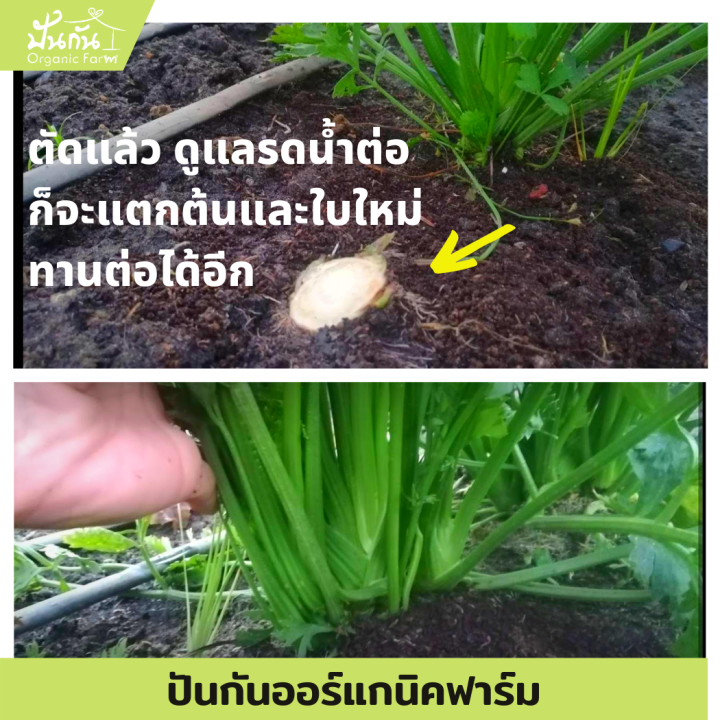 เมล็ดพันธุ์-celery-เซเลอรี่-ขึ้นฉ่ายฝรั่ง-คึ่นช่ายยักษ์-เซเลรี่-บรรจุ250-เมล็ด-ผักสวนครัว-พร้อมเอกสารแนะนำการปลูก-organic-celery-จากปันกันออร์แกนิคฟาร์ม