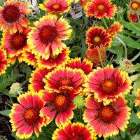 เมล็ดพันธุ์ ดอกเดือนฉาย อินเดียน แบลงเคท (Indian Blanket Gaillardia Seed) 100 เมล็ด คุณภาพดี ราคาถูก ของแท้ 100%