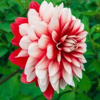 1 หัว/ออเดอร์ รักเร่ Dahlia Bulb สายพันธุ์ Larrys Love หัวรักเร่ ดอกไม้ หัวหน่อ เหง้า นำเข้า เนเธอร์แลน หัวสดใหม่