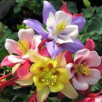 เมล็ดพันธุ์ โคลัมไบน์ aquilegia vulgaris var. stellata columbine barlow 50 เมล็ด เมล็ดพันธุ์นำเข้าจาก อังกฤษ