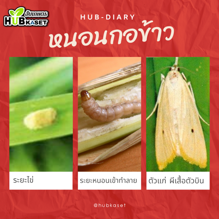 สินค้ายกลัง-แซดบีติน-1กิโลกรัม-10กล่อง-อีมาเมกติน-กำจัดหนอนกระทู้ข้าวโพด-หนอนเจาะผล