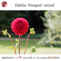 เมล็ดรักเร่/ดาห์เลียพันธุ์ Pompon คละสี นำเข้าจาก US