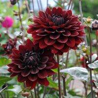 35 เมล็ด เมล็ดพันธุ์ Dahlia Karma Choc สายพันธุ์ยุโรป ดอกรักเร่ นำเข้าจากอังกฤษ seeds ดอกใหญ่ พร้อมคู่มือปลูก Dahlia seed.