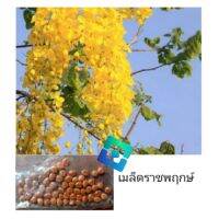 เมล็ดราชพฤกษ์ 60 เมล็ด