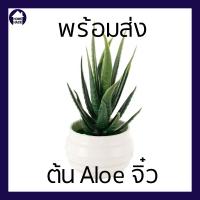 พร้อมส่ง ต้นไม้ปลอม ต้นไม้แต่งบ้าน ต้นไม้แต่งห้อง อโลเวร่าแคระ MINI ALOE VERA ว่านหางจระเข้ ต้นไม้จิ๋ว HOMEHACK