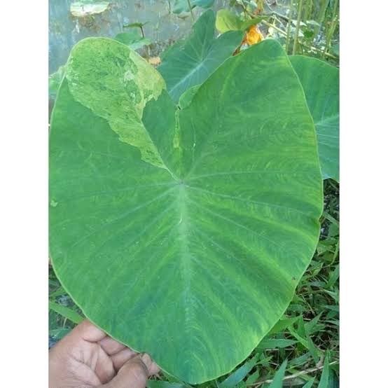 บอนนาด่าง-ก้านดำ-ด่างๆ-colocasia-esculenta-aquatilis-hasskvariegated-บอนนาไทยด่าง-siam-ด่างสวยงามมาก-1-ต้น-แพ็ค