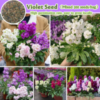 ของแท้ระดับห้าดาว 200 เมล็ด/ซอง Color Mixing Bonsai Violet Seed for Planting Blossoms Flower Seeds เมล็ดดอกไม้ บอนสีหายาก เมล็ดบอนสี ต้นไม้ฟอกอากาศ ต้นไม้ ต้นไม้มงคลสวยๆ ดอกไม้ปลูกสวยๆ บอนสี ของแต่งบ้าน  ปลาสวยงาม ไม้ประดับ Flowering Plants Seeds Others