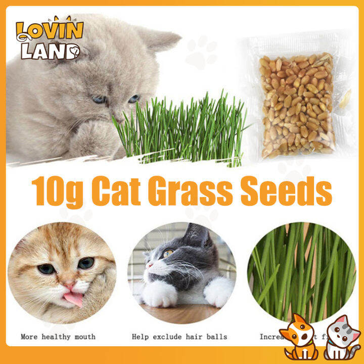 Lovinland 10g Natural Cat Grass for Pet Cat Grass Growing for Oral