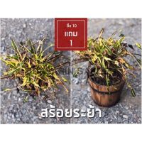 ต้นโกสนพันธุ์ สร้อยระย้า ไซส์เล็ก กระถาง 5 สูง 15-20 เซนติเมตร ซื้อ 10 แถม 1  (จัดส่งแบบถอดกระถาง+รับประกันสินค้า)