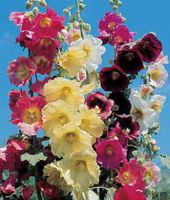 Mixed Hollyhock Flower (50 seeds) ดอกฮอลลี่ฮ็อคคละสี (50 เมล็ด)