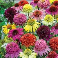 100 เมล็ดพันธุ์ เมล็ด เมล็ดพันธุ์ เอ็กไคนาเซีย หรือ โคนฟลาวเวอร์ Echinacea Coneflower Seeds อัตราการงอก 80-85%