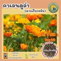 เมล็ดพันธุ์ดอกคาเลนดูล่า ดาวเรืองหม้อ ดอกไม้กินได้ 20 เมล็ด (Calendula Flower Seed) เมล็ดพันธุ์แท้ คุณภาพดี ปลูกง่าย ไม่กลายพันธุ์ (ซื้อ 5 แถม 1)