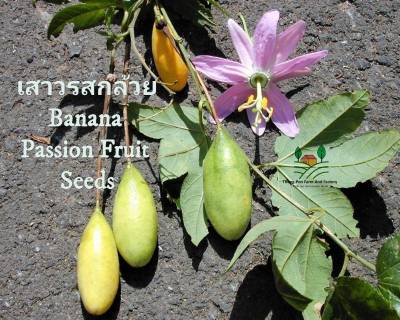 เสาวรสกล้วย Passion Fruite Banana Seeds เมล็ดพันธุ์เสาวรสกล้วย  บรรจุ  5 เมล็ด เสาวรส