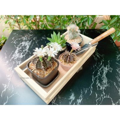 โปรโมชั่น+++ กล่องไม้ 30x14.5cm สูง6cm.(BM03) ราคาถูก กล่อง เก็บ ของ กล่องเก็บของใส กล่องเก็บของรถ กล่องเก็บของ camping