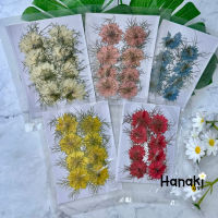 【พร้อมส่ง】ดอกไนเจลลาทับแห้ง(Nigella) ดอกไนเจลลา ดอกไม้ทับแห้ง ดอกไม้จริงทับแห้ง Pressed Flowers?