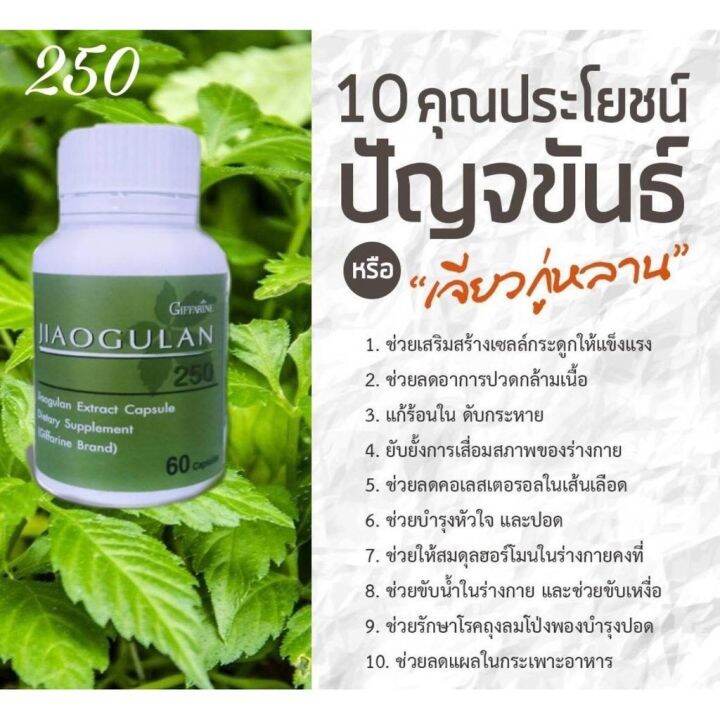 พร้อมส่ง-กิฟฟารีนเจียวกู่หลาน-jiaogulan-สมุนไพรเจียวกู่หลาน-ของแท้100