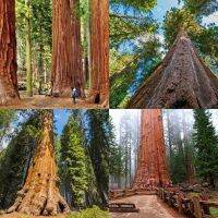 5 เมล็ด สนยักษ์ ซีคัวญา - Giant Sequoia Tree