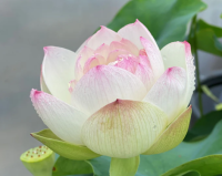 5 เมล็ด บัวนอก บัวนำเข้า บัวสายพันธุ์ Olympic LOTUS สีชมพู สวยงาม ปลูกในสภาพอากาศประเทศไทยได้ ขยายพันธุ์ง่าย เมล็ดสด