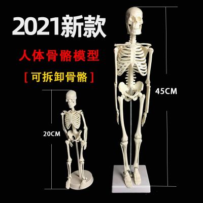 Classic 45 cm modelling can be placed on the human body skeleton model detachable movable small human body skeleton model