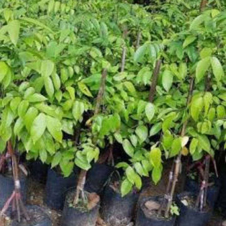ต้นมะเฟืองหวานมาเลย์-รสชาติหวาน-หอม-ผลใหญ่-ลูกดก-ต้นสูง70-80cm-1ต้น
