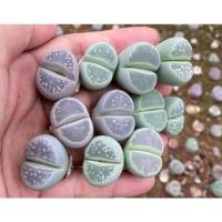 ( Pro+++ )++ Lithops olivacea ‘balloon’(ไลทอปลูกโป่ง) ราคาดี ต้นไม้ ฟอก อากาศ กระถาง ต้นไม้ ไม้ ประดับ ต้นไม้ ปลูก ใน บ้าน