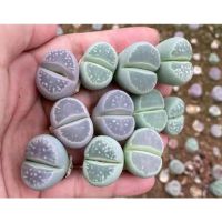 โปรโมชั่น+++++ Lithops olivacea ‘balloon’(ไลทอปลูกโป่ง) ราคาดี ต้นไม้ ฟอก อากาศ กระถาง ต้นไม้ ไม้ ประดับ ต้นไม้ ปลูก ใน บ้าน