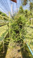 Tillandsia bulbosa แบบตอใหญ่ ทิลแลนเซีย