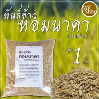 หอมนาคา ข้าวเหนียวสะเทินน้ำสะเทินบกสายพันแรกของไทย ชุดทดลองปลูก 1 กิโลกรัม