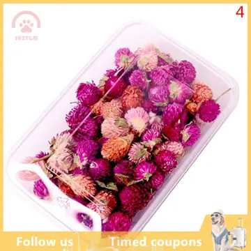 Dried Flower For Candles - Best Price in Singapore - Jan 2024